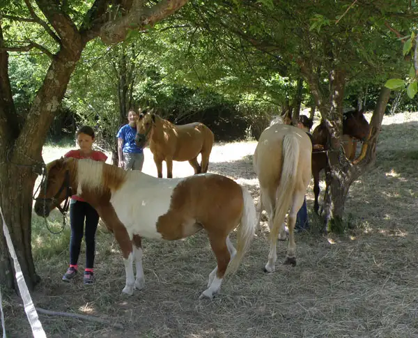 Ranč Špela - učne ure za najmlajše